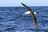 White-capped Albatrossborder=